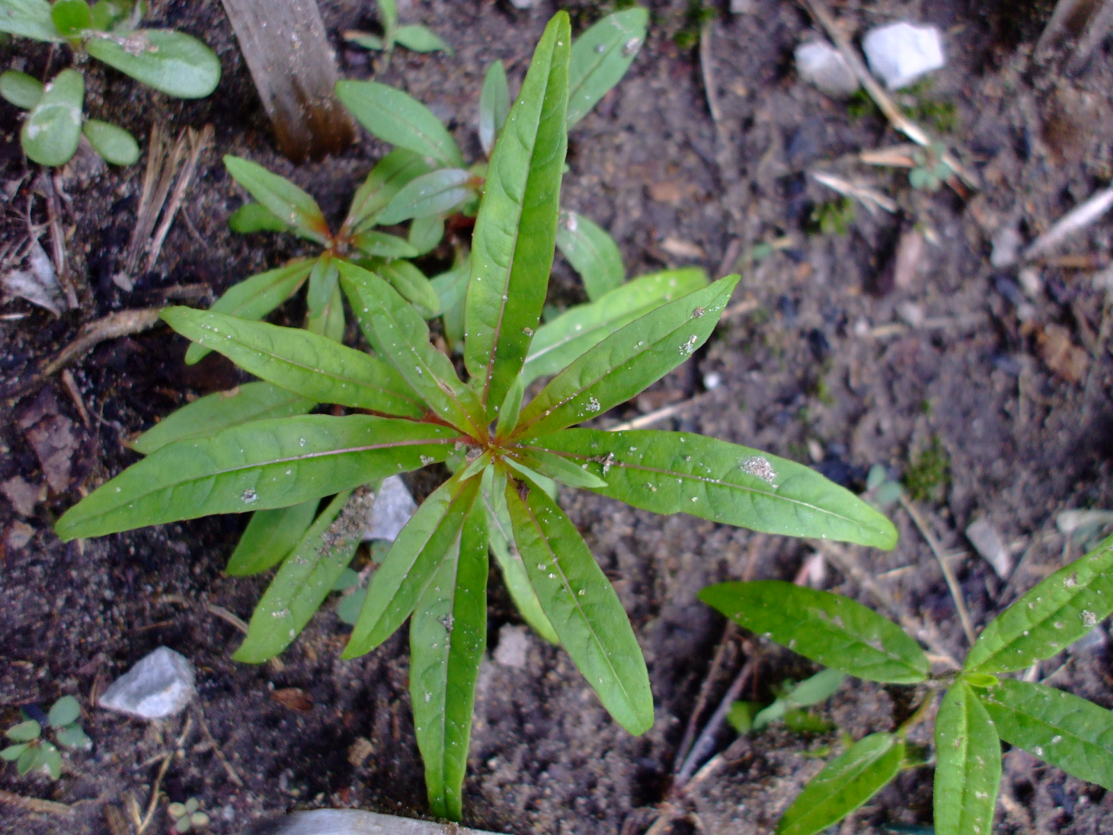 Epilobium angustifolium album